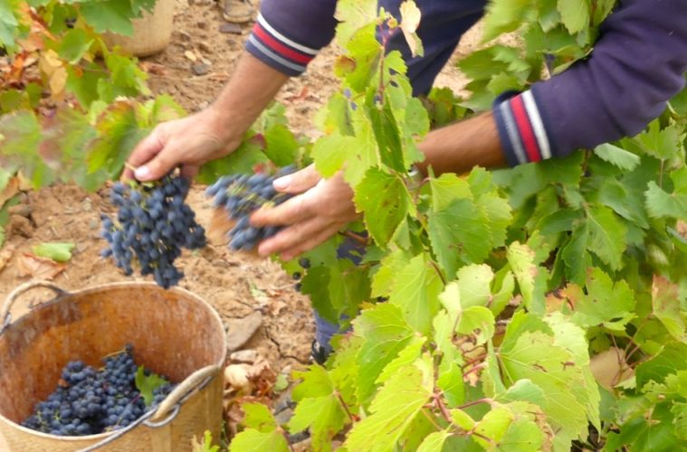 La vendimia de Cariñena, superior a la del año pasado pero inferior a la media de los últimos 10 años