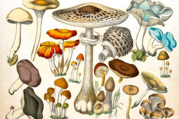Llega el otoño, todo sobre el apasionante y desconocido mundo de las setas