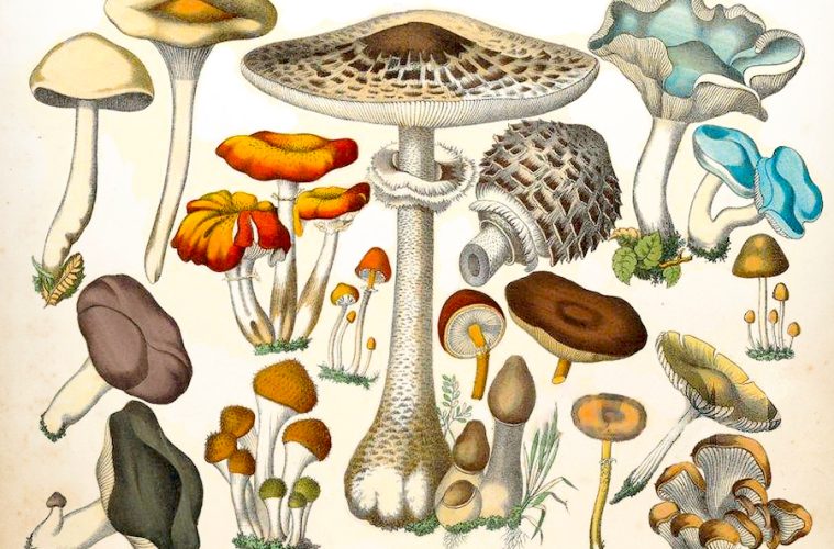 Llega el otoño, todo sobre el apasionante y desconocido mundo de las setas