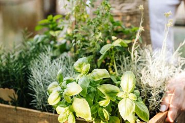 Los usos ancestrales de las plantas silvestres según un cocinero y un herborista