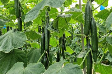 Nuevas variedades de calabacín adaptadas al otoño-invierno ibérico
