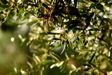Nuevo bioestimulante natural que promete facilitar la caída de la aceituna y optimizar la cosecha