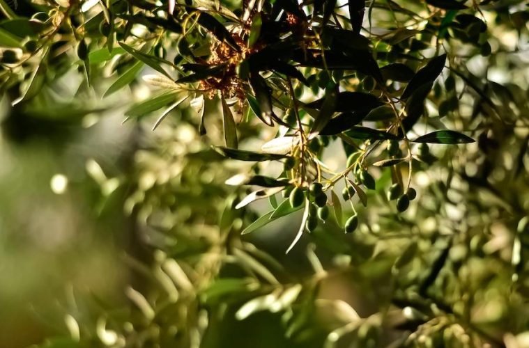 Nuevo bioestimulante natural que promete facilitar la caída de la aceituna y optimizar la cosecha