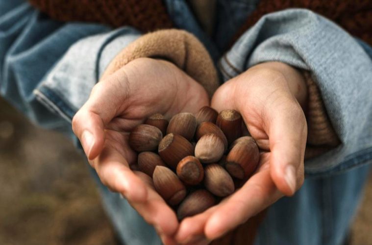 Proyecto Plantas Olvidadas, nuevos alimentos a partir de frutos silvestres