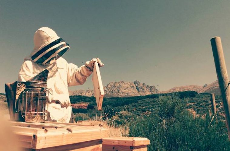 Un proyecto que combina apicultura y apiturismo Foto Apis in Love
