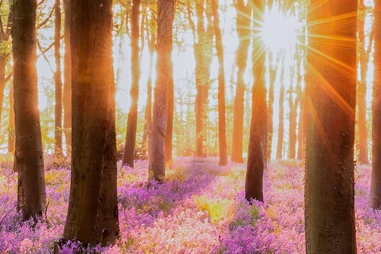 impulso a los productos forestales no madereros (Foto Imforest)