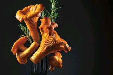 Congreso internacional Soria Gastronómica: vivir el monte, proteger las setas, crear sabor