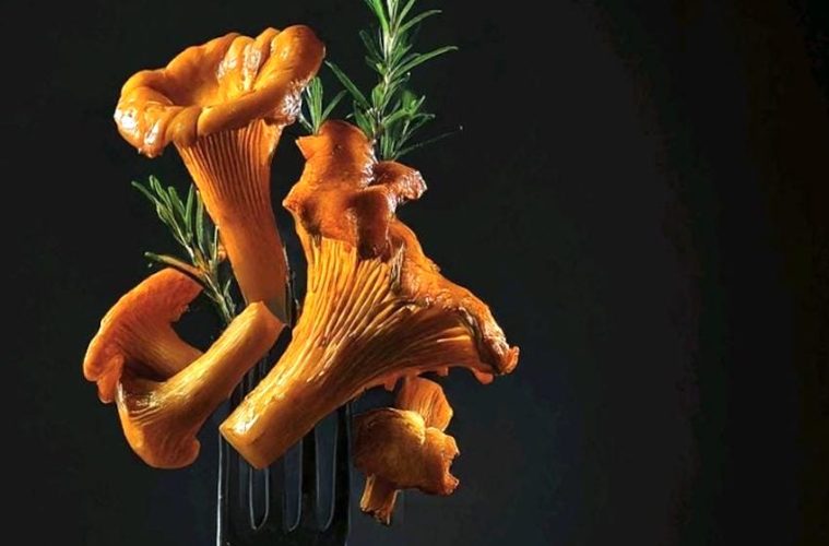 Congreso internacional Soria Gastronómica: vivir el monte, proteger las setas, crear sabor