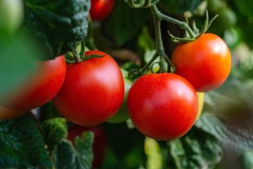 El sabor del origen: por qué consumir productos de kilómetro 0 marca la diferencia en tu mesa