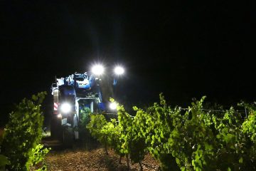 Finaliza la vendimia en Rueda Foto DOP