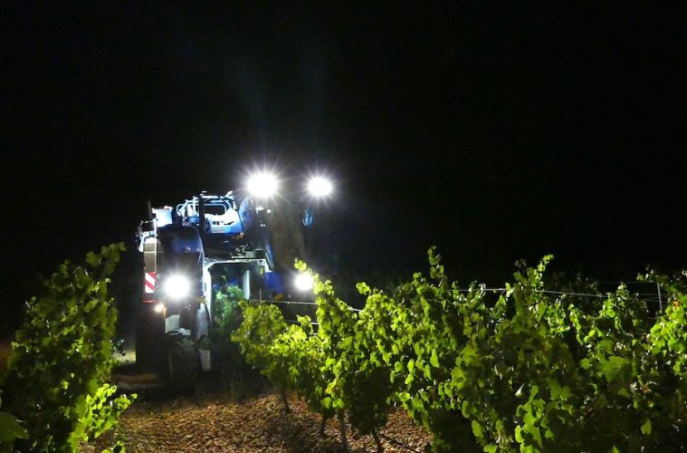 Finaliza la vendimia en Rueda Foto DOP