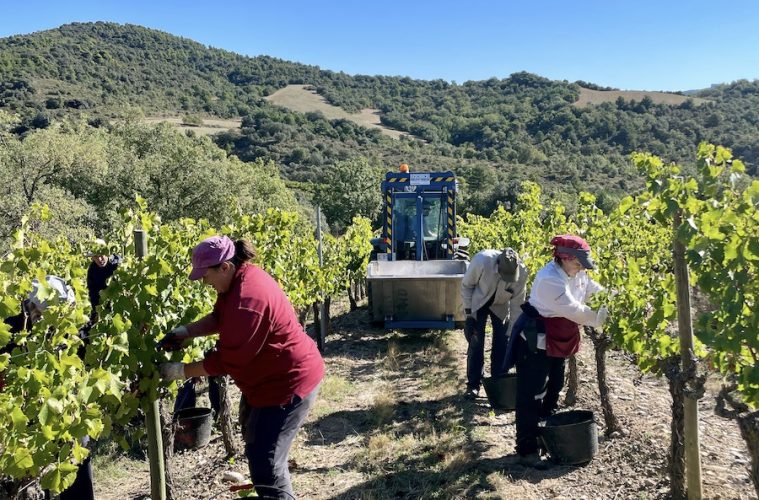 Finaliza la vendimia en Somontano, inferior a la prevista por las condiciones climáticas