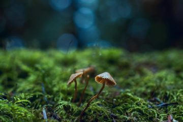 Los hongos y setas, presentes en la Tierra millones de años antes que las primeras plantas terrestres pluricelulares