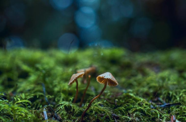 Los hongos y setas, presentes en la Tierra millones de años antes que las primeras plantas terrestres pluricelulares