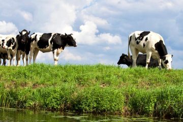 Una herramienta española para una ganadería más sostenible, premiada por la FAO
