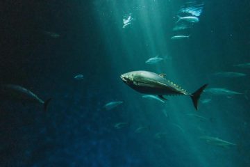 El atún rojo como ejemplo de recuperación de especies y rentabilidad económica