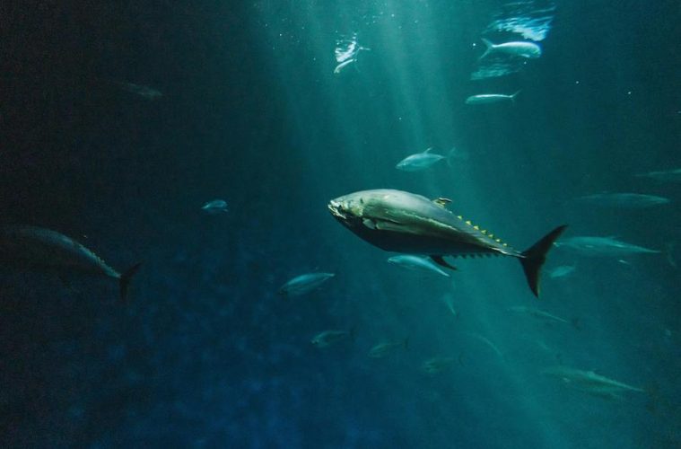 El atún rojo como ejemplo de recuperación de especies y rentabilidad económica