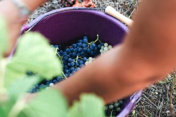 El sector del vino necesitará contratar a más de 22000 jóvenes en los próximos años