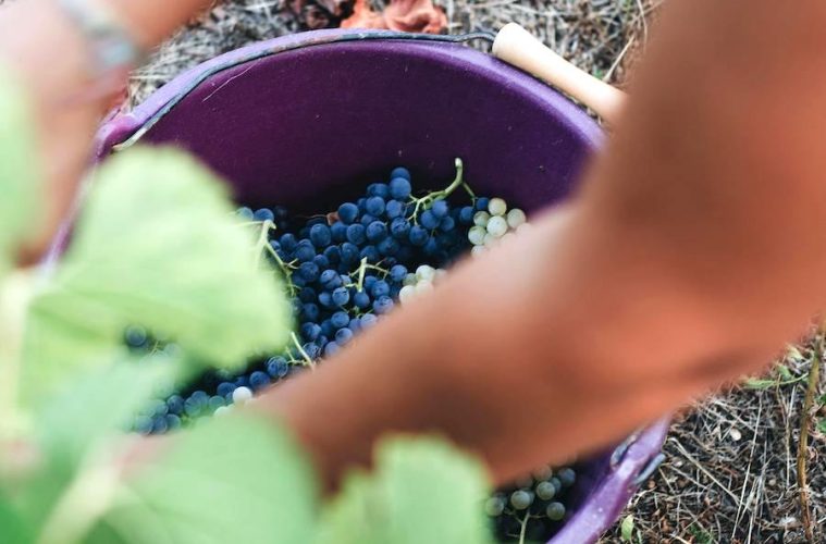 El sector del vino necesitará contratar a más de 22000 jóvenes en los próximos años