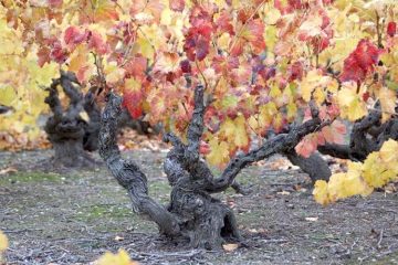 Estudio comparativo del aroma de los vinos procedentes de viñas viejas y los de viñedos jóvenes