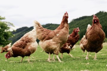 La alarma de gripe aviar obliga a confinar las aves de cría en zonas de especial riesgo (Foto MAPA)
