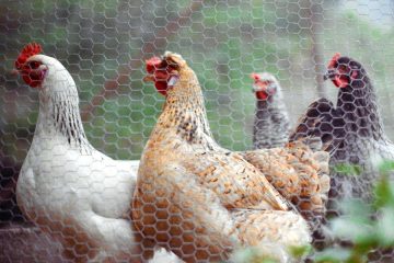 Se amplía a todas las granjas de España el confinamiento de aves de cría
