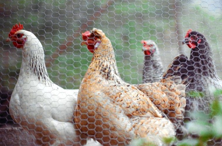Se amplía a todas las granjas de España el confinamiento de aves de cría