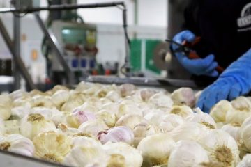 El sector del ajo en España en 2025 y previsiones para 2026