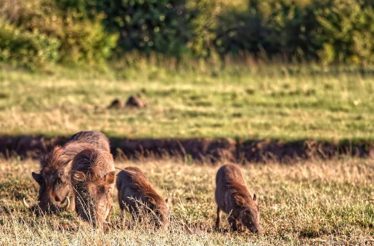 En marcha las medidas para contener la peste porcina africana