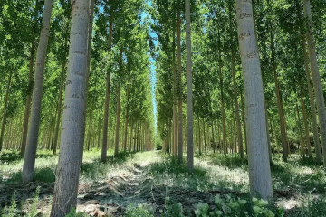 Iniciativas que muestran lo que los montes pueden aportar al desarrollo sostenible