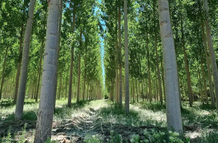 Iniciativas que muestran lo que los montes pueden aportar al desarrollo sostenible