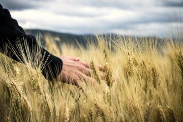 La FAO prevé una producción y reservas de cereales a nivel mundial sin precedentes