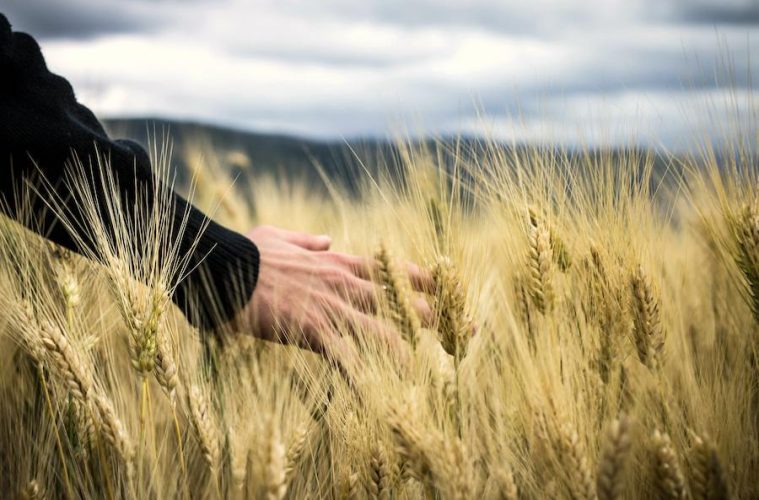 La FAO prevé una producción y reservas de cereales a nivel mundial sin precedentes