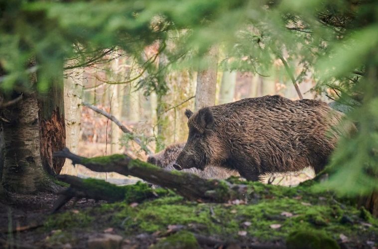 Confirmados diez nuevos casos de peste porcina en el mismo radio del primer foco