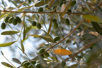 Investigando variedades de aceitunas tolerantes a la xylella fastidiosa