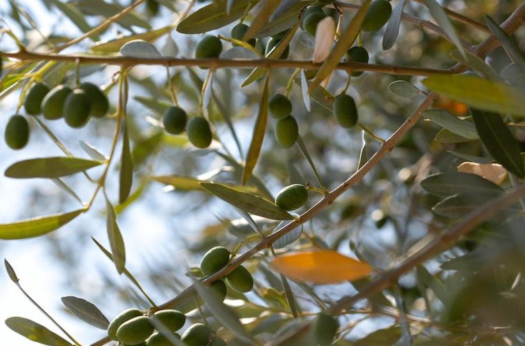 Investigando variedades de aceitunas tolerantes a la xylella fastidiosa