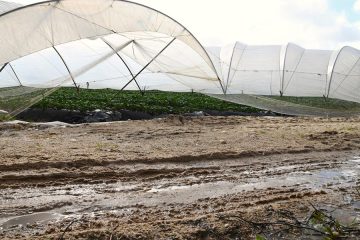 España solicita a la Comisión Europea la activación del fondo agrícola de crisis para las zonas afectadas por las borrascas (Foto MAPA)