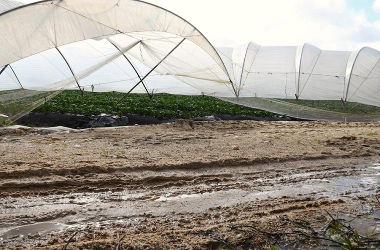 España solicita a la Comisión Europea la activación del fondo agrícola de crisis para las zonas afectadas por las borrascas (Foto MAPA)