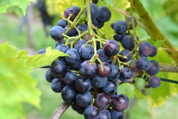 Los viticultores independientes en Rioja se reúnen en Madrid