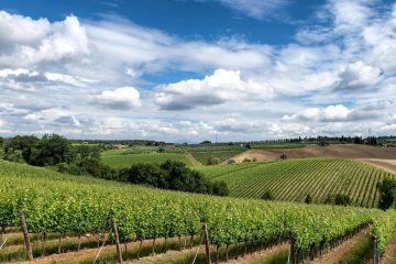 Por cuarto año, el Ministerio activa la cosecha en verde para regular la producción de vino