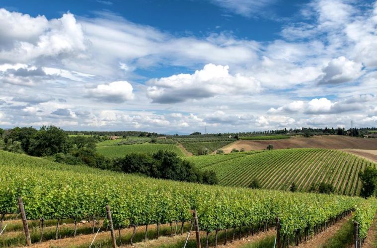 Por cuarto año, el Ministerio activa la cosecha en verde para regular la producción de vino