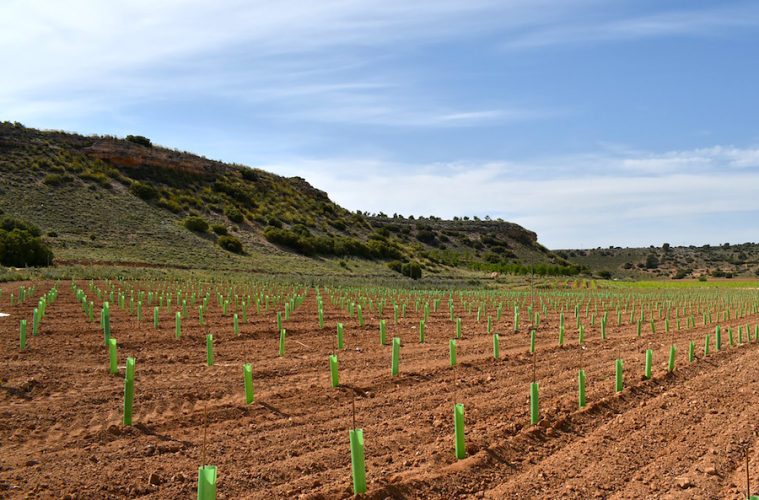 Avances en la recuperación y conservación de biotipos autóctonos de variedades de vid castellanomanchegas (Foto proyecto)