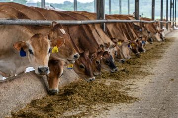 La industria de alimentación animal, preocupada por el impacto en el sector de la guerra en Oriente Próximo