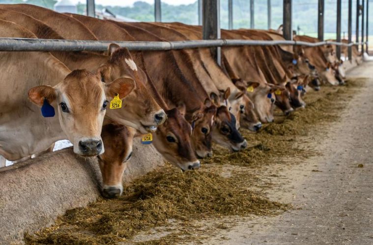 La industria de alimentación animal, preocupada por el impacto en el sector de la guerra en Oriente Próximo