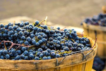 Sobre la comunicación entre microorganismos durante la fermentación del vino