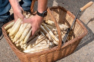 Comienza la recogida del espárrago de Navarra (Foto Reyno Gourmet)