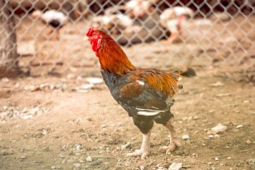 El Ministerio levanta totalmente el confinamiento de aves de corral