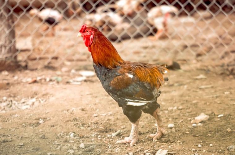 El Ministerio levanta totalmente el confinamiento de aves de corral