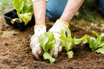 La agricultura ecológica, más protegida frente a la crisis del petróleo