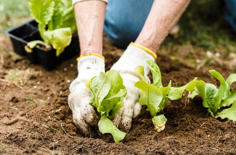 La agricultura ecológica, más protegida frente a la crisis del petróleo